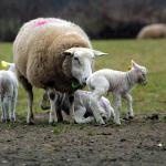 lammetjes-schaap