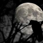 Super sneeuwmaan op 'maar' 357.000 km van de aarde