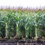 Foto van maisveld | Archief EHF