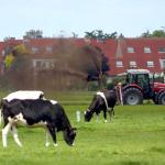 fosfaatreductie-melkveehouderij-koe-weiland-mest