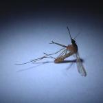 Grote dengue-uitbraak Sri Lanka; Rode Kruis schaalt hulp op