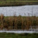Dronevlieger vrijgesproken van opzettelijk veroorzaken dierenonrust Oostvaardersplassen
