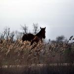 paard-dressuur-weiland