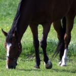 Ruiter zwaar gewond na val van paard 