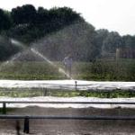 Foto van sproeien gewassen vanwege droogte | Archief EHF