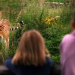 WNF:mens verantwoordelijk voor drastische afname wilde dieren
