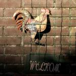 vogelgriep-haan-ophokplicht