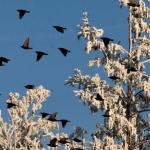 vogels-sneeuw-winter
