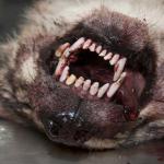 Foto van wolf gebit tanden | Hugh Jansman/Alterra