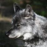 Foto van wolf | Sxc