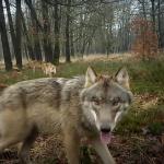 wolven-familie-veluwe
