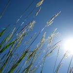 Zon