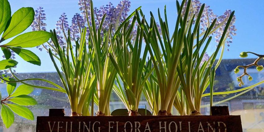 bloemen-floraholland