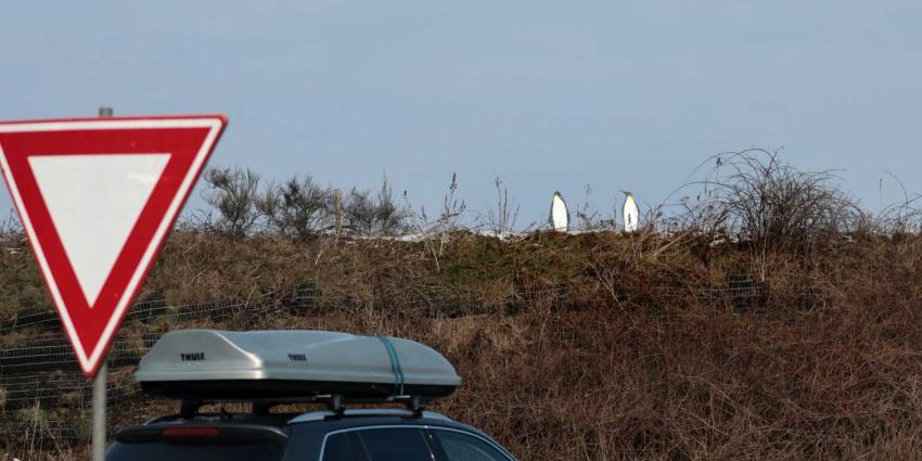 pinguins-rotonde-verkeersbord