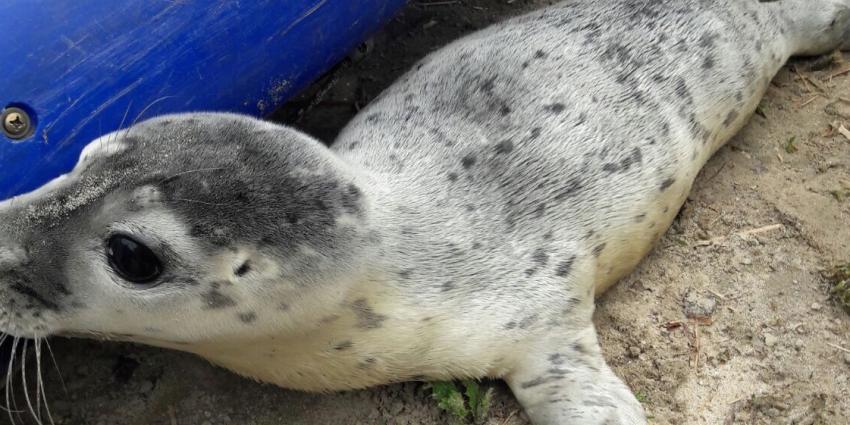 Zeehondje geboren in AquaZoo Friesland