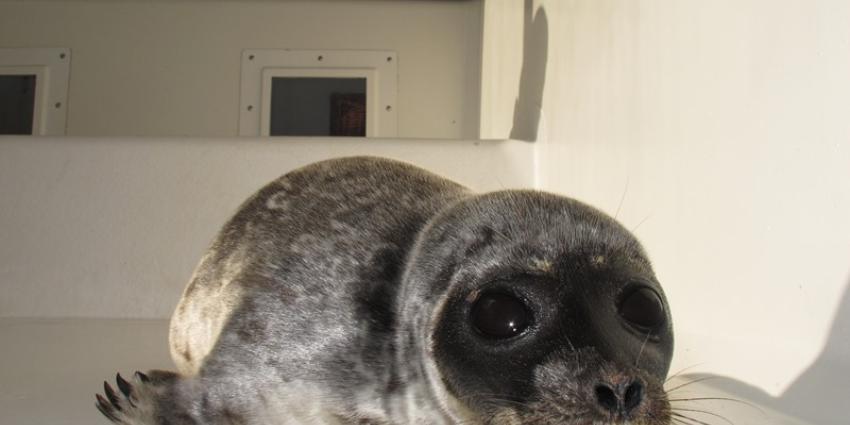 Zeehonden in nood dupe van 1 april grap