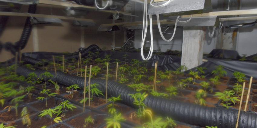 CBS: Meer wietteelt dan gedacht