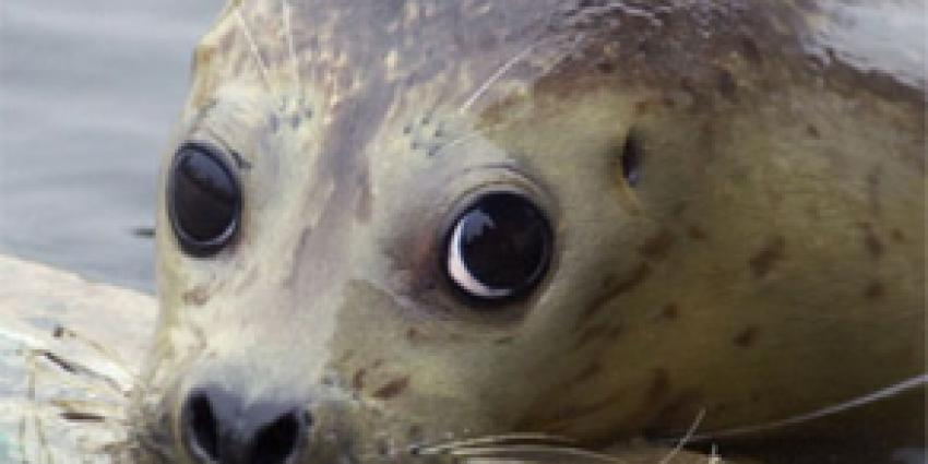 Foto van zeehond | Archief FBF.nl