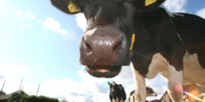 Meldpunt voor koeien in paniek