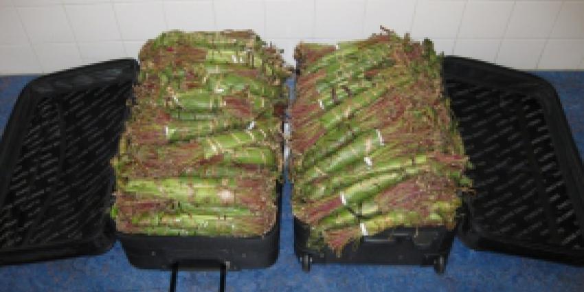 106 kilo qat gevonden in Rotterdam-Zuid