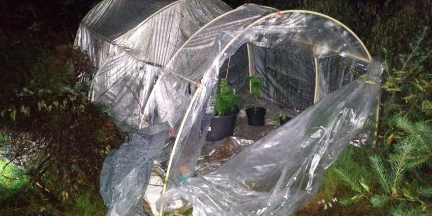 Politie verwisselt hennepplanten met denneboompjes