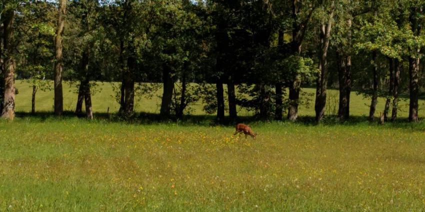 Schenking in natura