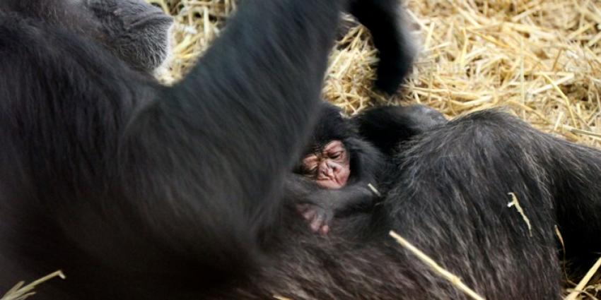 Foto van chimpansee Amber | Artis Ronald van Weeren