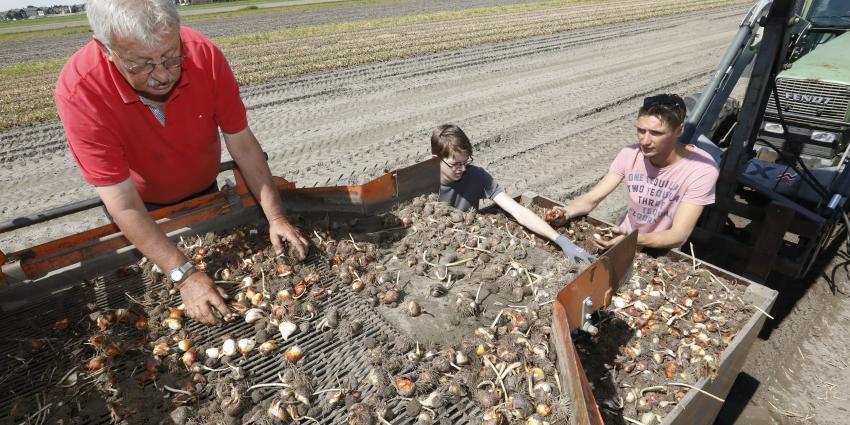 Recordoogst tulpenbollen