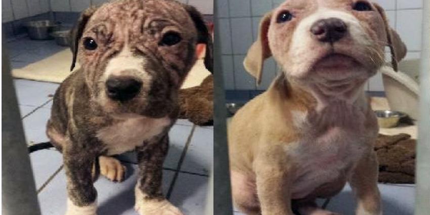 Pups in doos achtergelaten, politie zoekt eigenaar