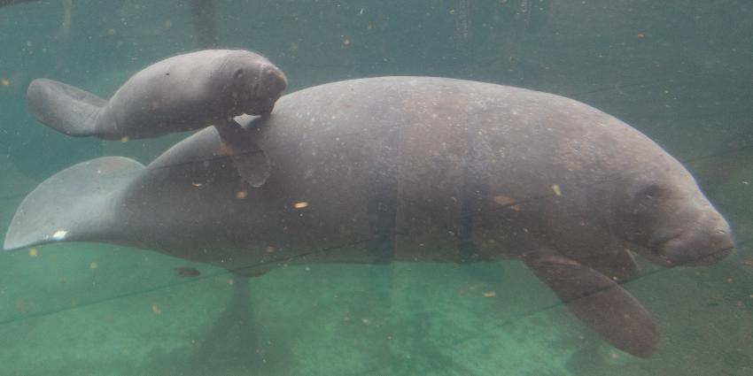 Caribische zeekoe geboren