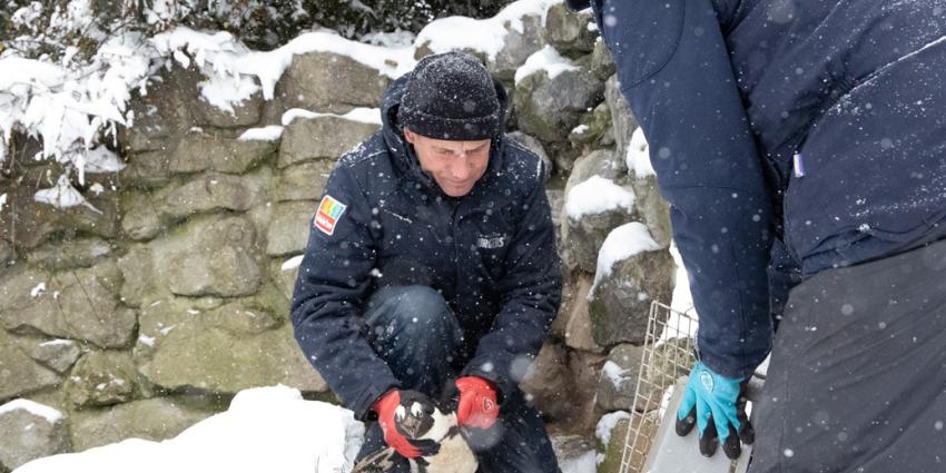 Verzorgers vangen pinguïns