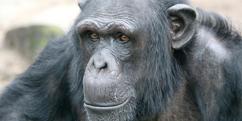 Chimpansee Bini uit DierenPark Amersfoort is weggepest