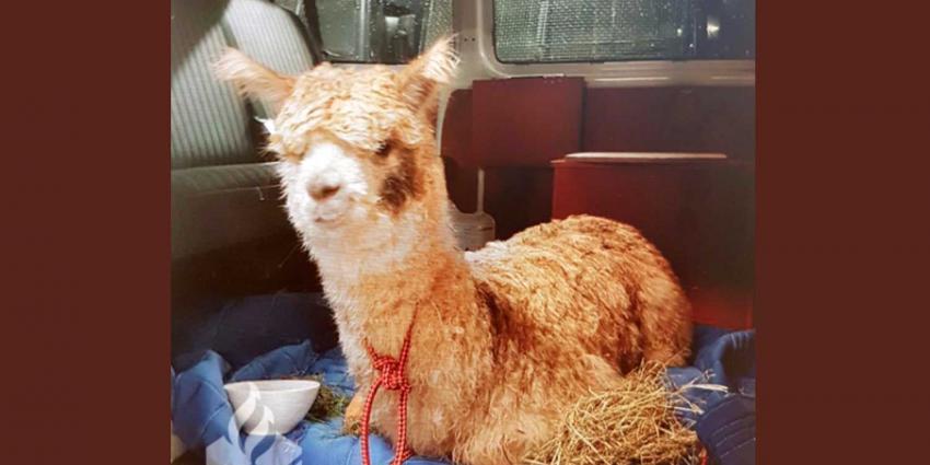  Politie Haarlem vangt gevonden Alpaca op in politiebusje
