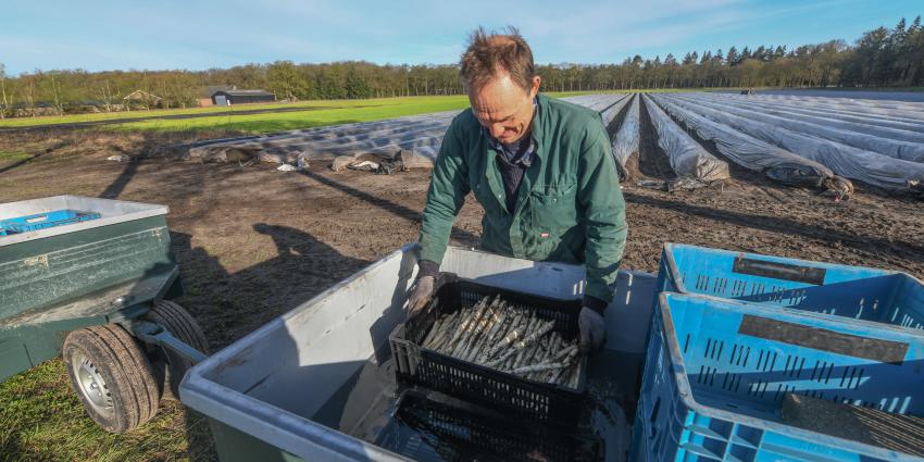 Lambert bekijkt zijn witte goud