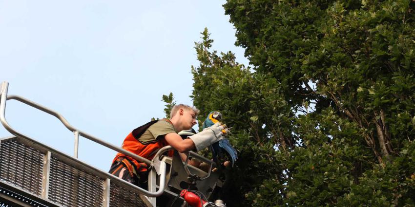 ara-boom-hoogwerker