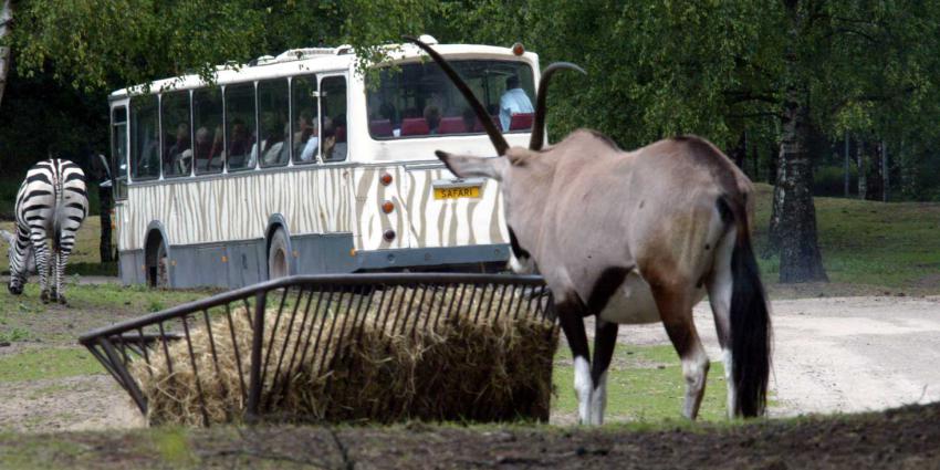Lady Maya, zeearend en icoon vogelsafari Beekse Bergen, verdwenen na ruzie met meeuwen