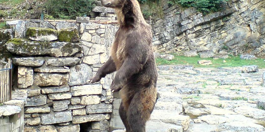 Moeder en kind in Canada gedood door Grizzlybeer 