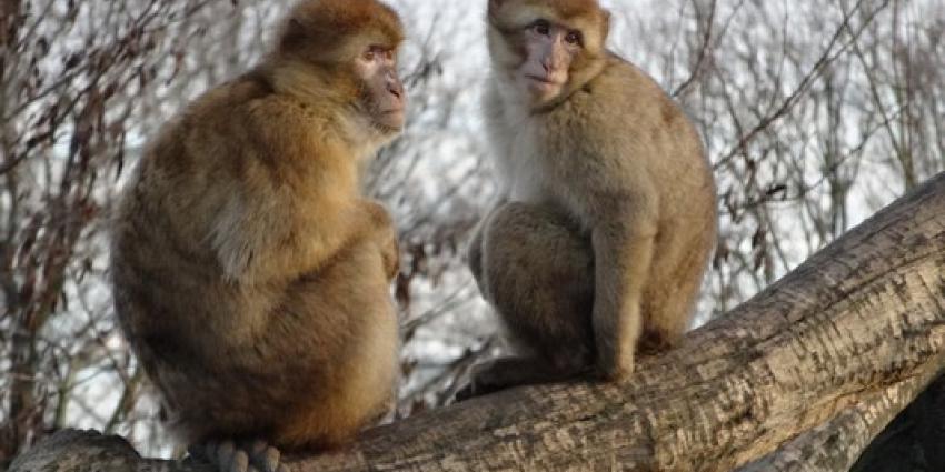 Dierenrijk: probleempje met plassende aap Pico