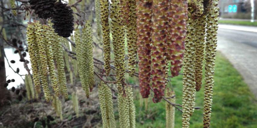 berken-pollen-hooikoorts