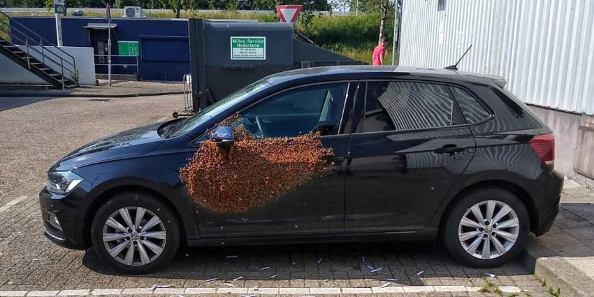 Man treft 20.000 bijen op zijn auto