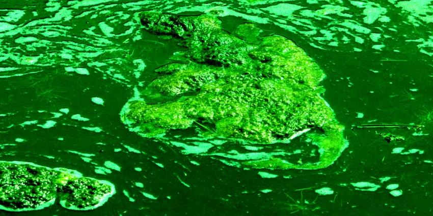 Foto van sloot groen alg | Archief EHF