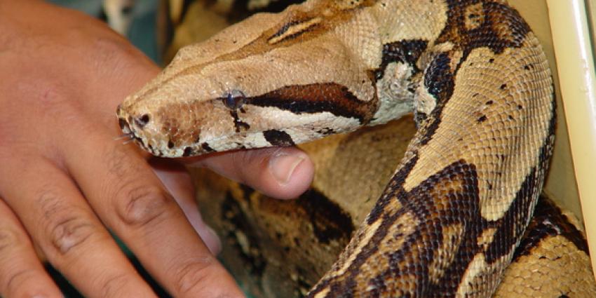 boaconstrictor