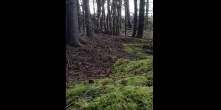 Man filmt 'ademende' bodem in bos met zijn telefoon