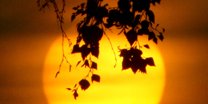 Tropische bossen herstellen zich verrassend snel