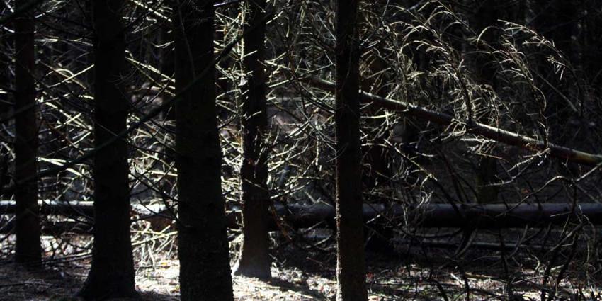 Hergroeiend tropisch bos herstelt snel maar soortensamenstelling blijft achter