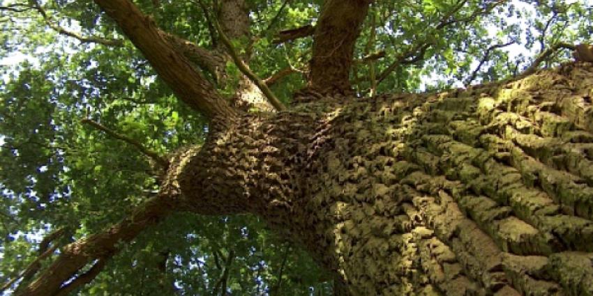 75-jarige oude eik in Weert verhuist