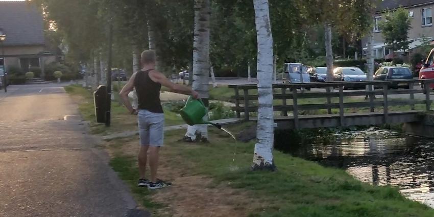 Bomen hebben het loodzwaar door de droogte
