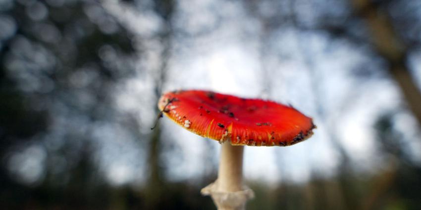 Extreem vroege start herfst