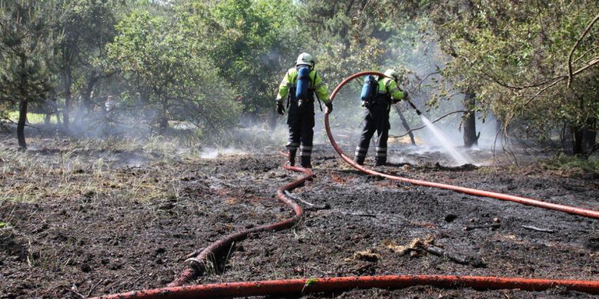 Grote natuurbrand in Limburgs natuurgebied Reindersmeer