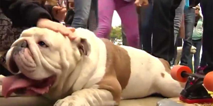 Bulldog zet wereldrecord, met skateboard onder 30 mensen door